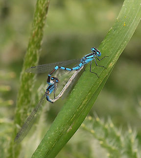 That Valentine Thing 8,000 feet in Colorado