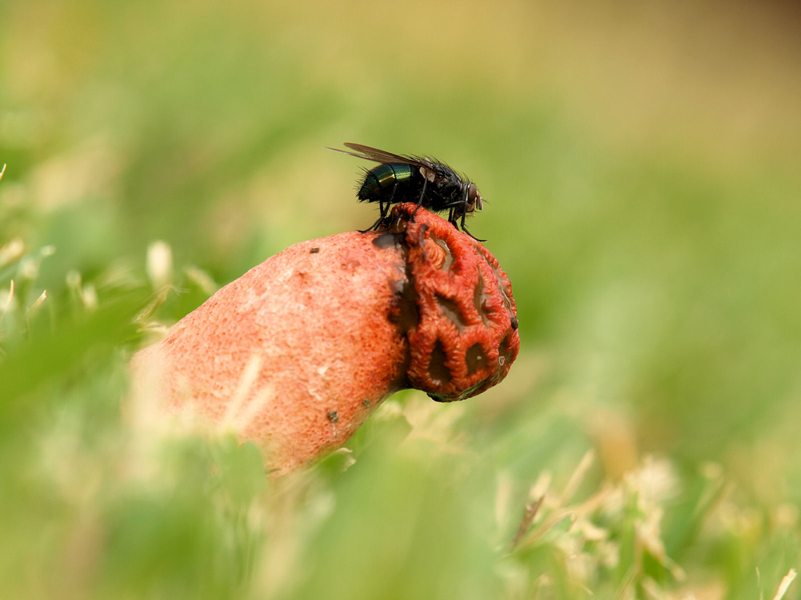 Fly on stinkhorn foul odor of fungi attracts flies which then spread the spores. Phallus rubicundus,Red Stinkhorn Fungus
