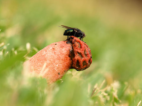 Fly on stinkhorn foul odor of fungi attracts flies which then spread the spores. Phallus rubicundus,Red Stinkhorn Fungus