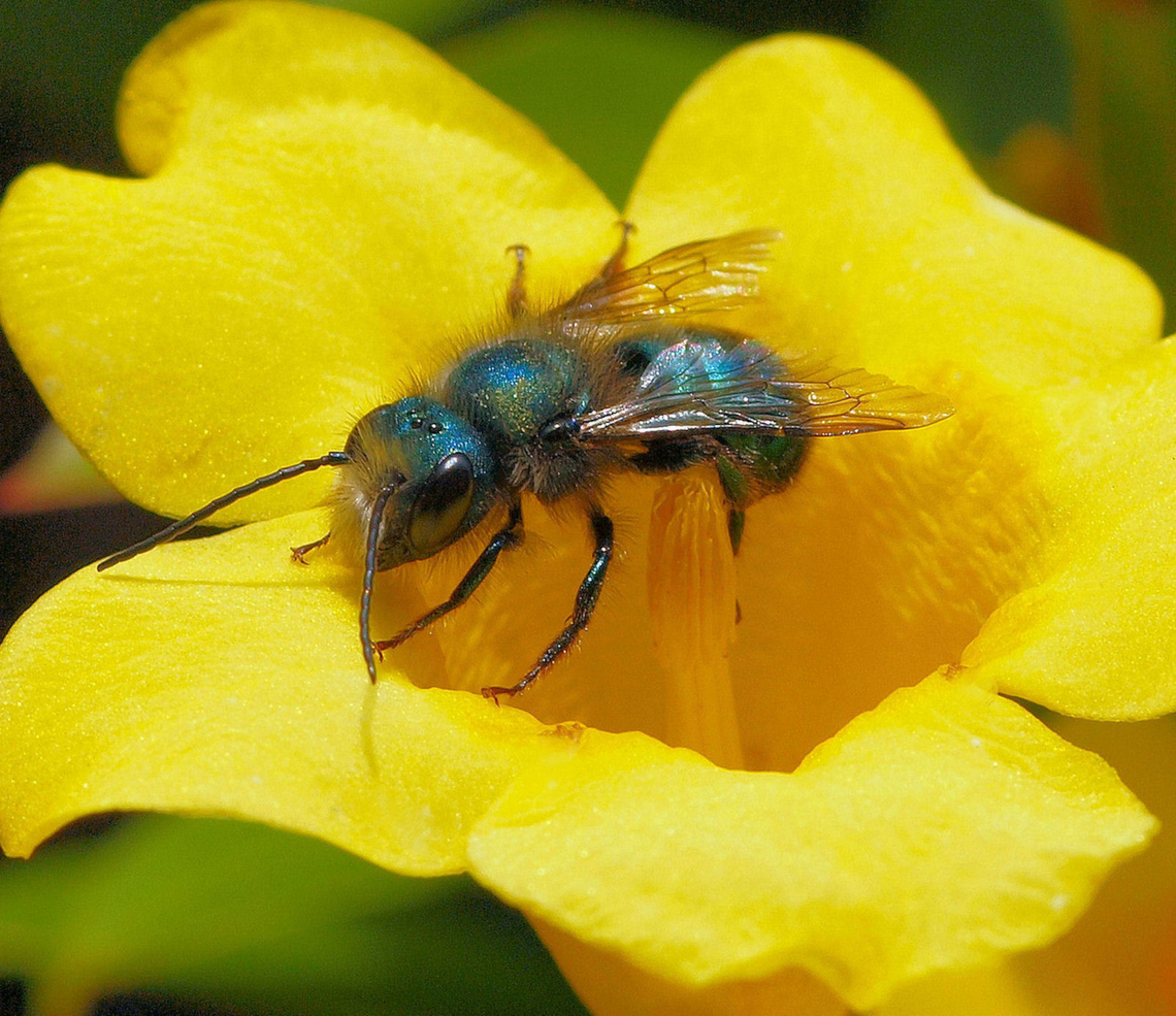 A Blueberry Bee feeding on Carolina Jasmine Osmia ribifloris