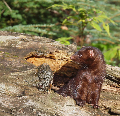 Mink photographed at Kroschel Wildlife near Haines, AK American mink,Neovison vison