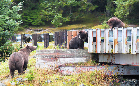 The Three Bears Mom and two cubs having some fun on bridge over Chilkoot River, north of Haines, AK Brown Bear,Ursus arctos