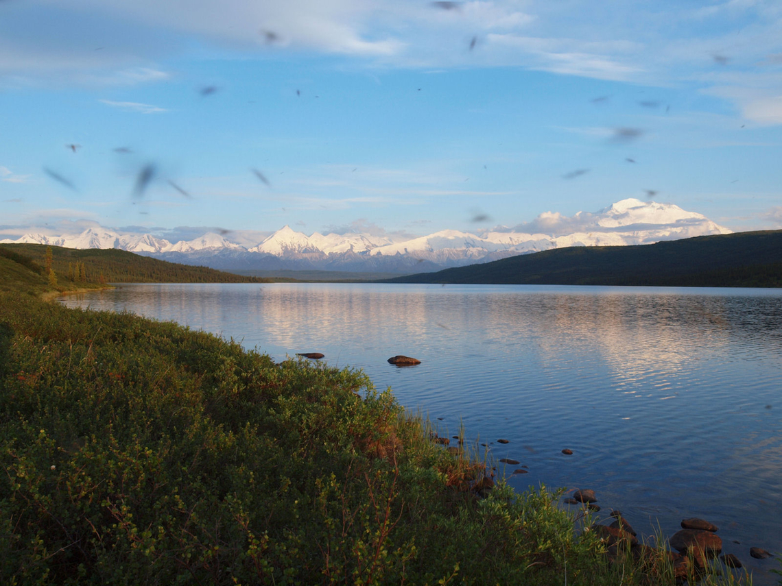 Got Skeeters? Alaskan mosquito epic during evening trip to Wonder Lake in DNP in order to  photo Denali in June 2013.  TIP: Never  change lenses when the bugs are thick. Aedes communis