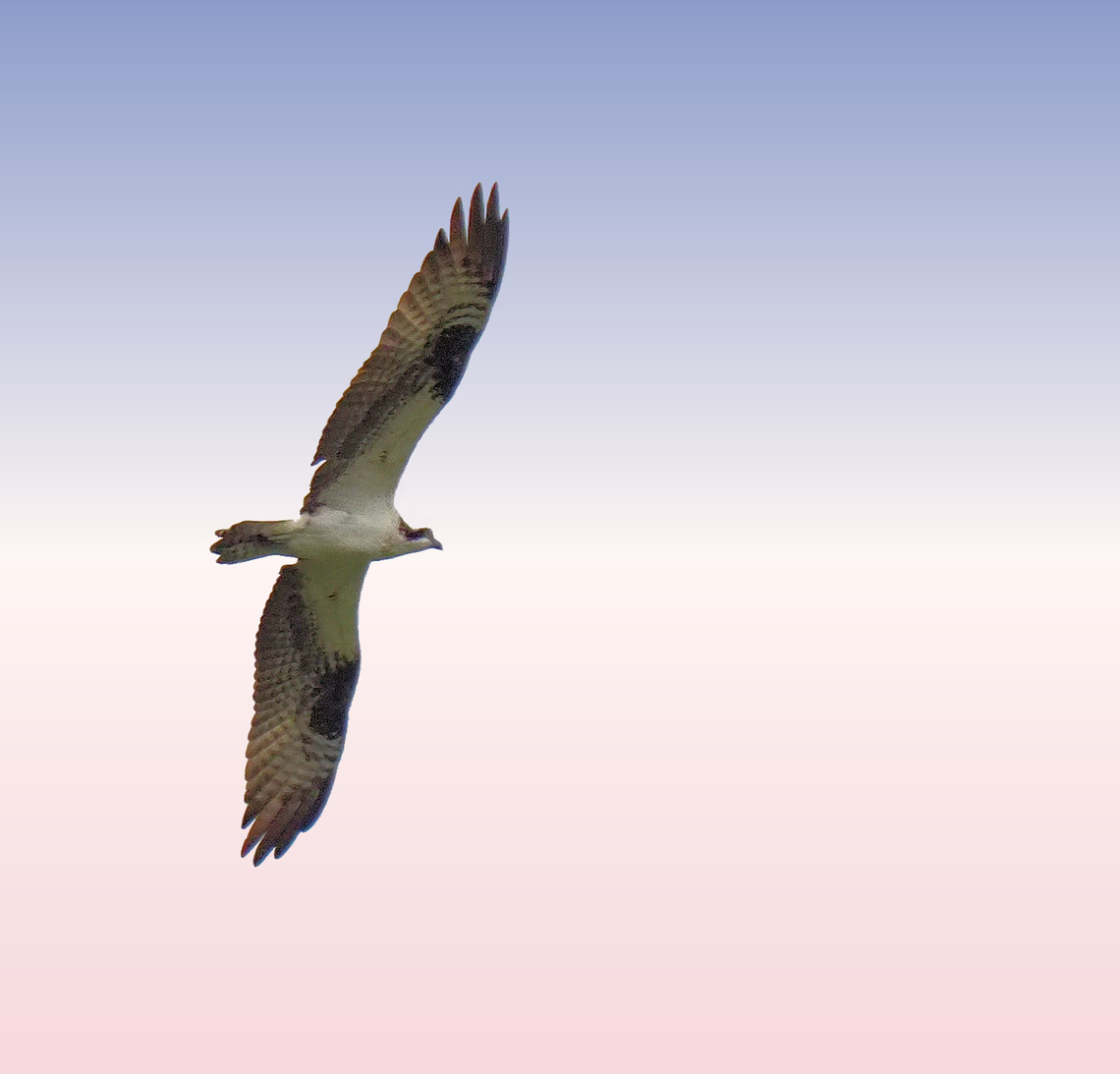 Osprey seen in Denton, TX at city park. Osprey,Pandion haliaetus