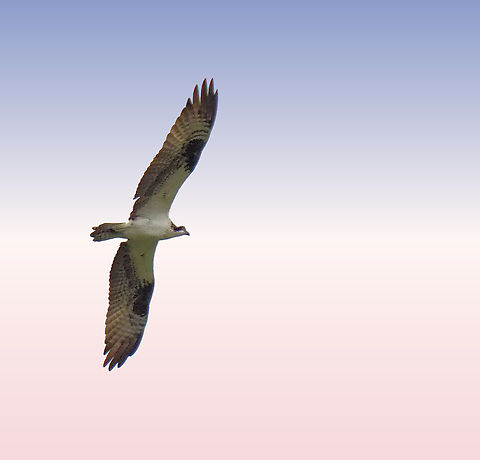 Osprey seen in Denton, TX at city park. Osprey,Pandion haliaetus