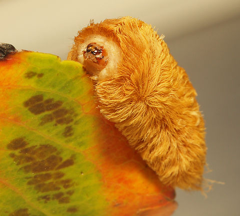 megalopyge opercularis (poisonous) Puss caterpillar, don’t touch! Megalopyge immaculata,Megalopyge opercularis,Southern flannel moth
