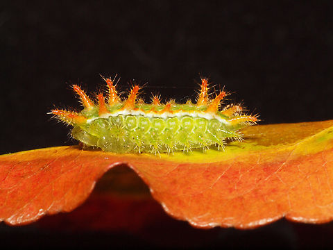 Euclea spiny slug caterpillar.  Don't touch Spiny Oak-slug