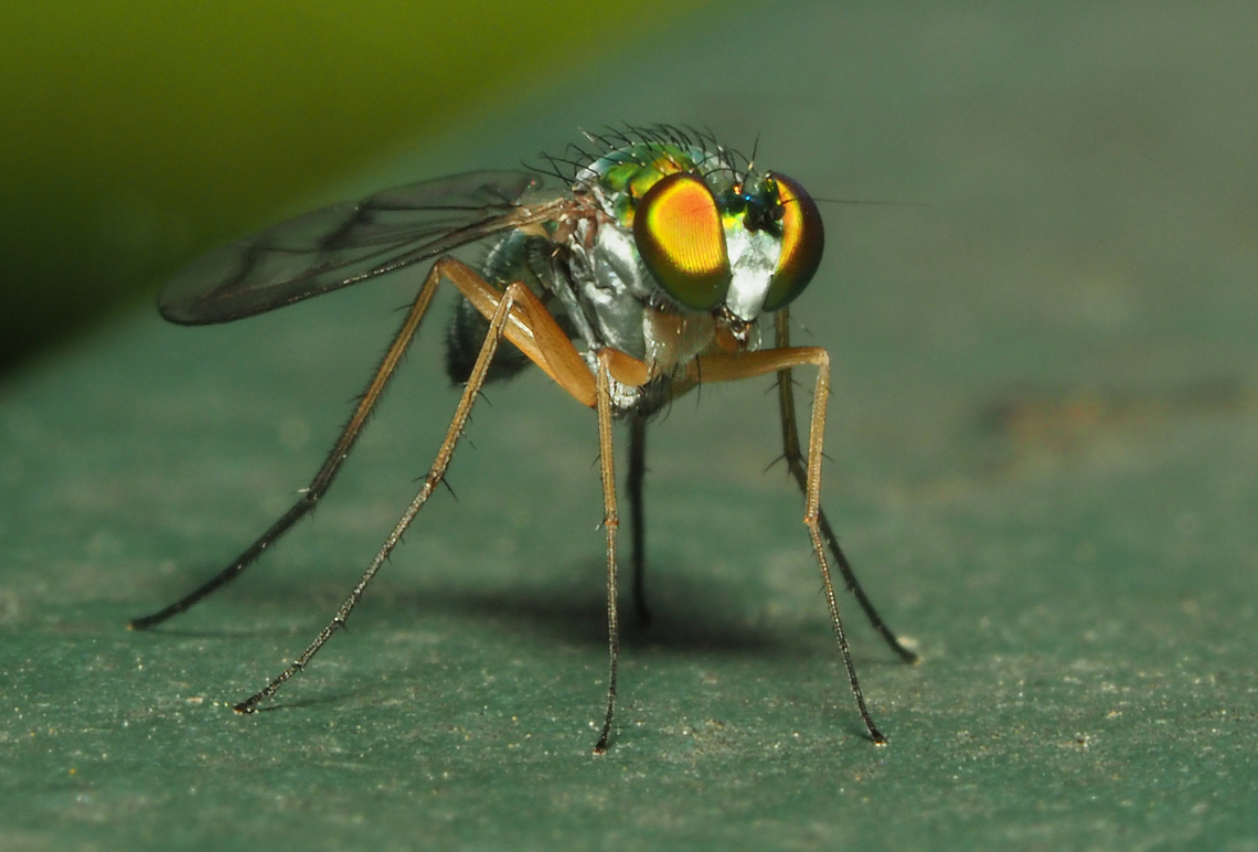 Long-legged fly Iridescent in greens and gold. Condylostylus patibulatus