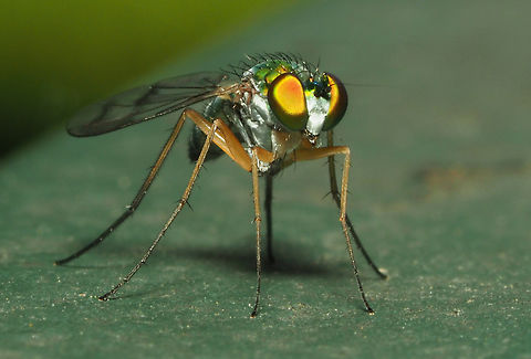 Long-legged fly Iridescent in greens and gold. Condylostylus patibulatus