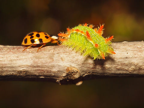 Encounter Lady bug checking out Spiny Oak slug. Euclea  incisa