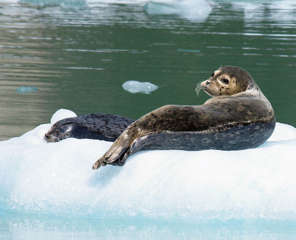 Harbor seal and pup On small ice berg deep in Tracy Arm Fjord, near glacier which keeps them safer from Orcas.  Alaska 2013 Phoca vitulina