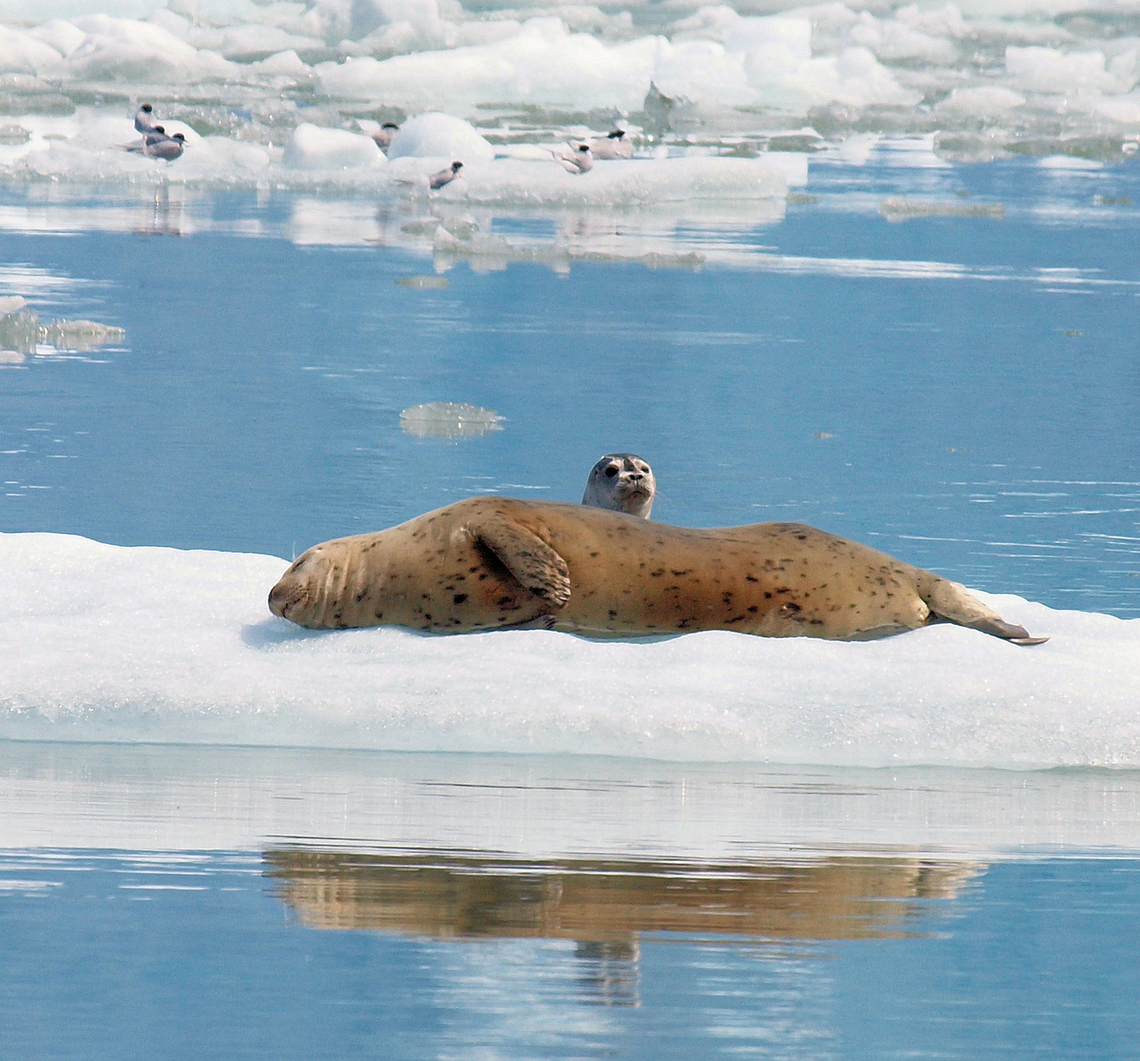 Safe With Mom Harbors seals in Tracy Arm Fjord, about 50 miles south of Juneau, AK Phoca vitulina