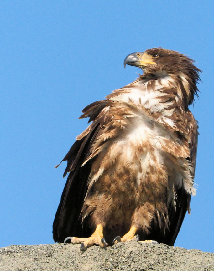 Still a Juvenile Immature bald eagle photographed along Haines Highway in British Columbia, 2018. Bald Eagle,Haliaeetus leucocephalus