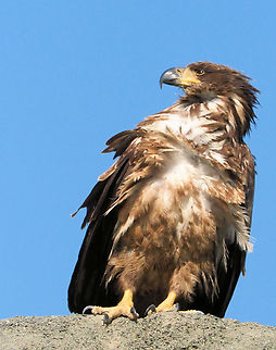 Still a Juvenile Immature bald eagle photographed along Haines Highway in British Columbia, 2018. Bald Eagle,Haliaeetus leucocephalus