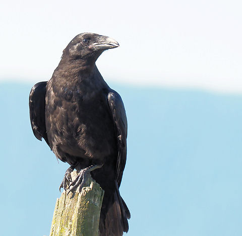 Raven Raven is important in folk lore of Alaskan natives. Common Raven,Corvus corax
