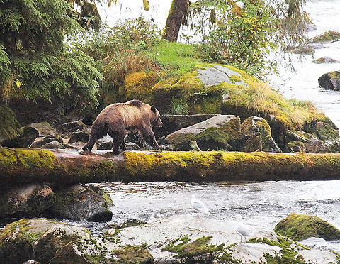 My Log, My Way Brown bear at Anan Creek bear observatory south of Wrangell, AK Brown Bear,Ursus arctos