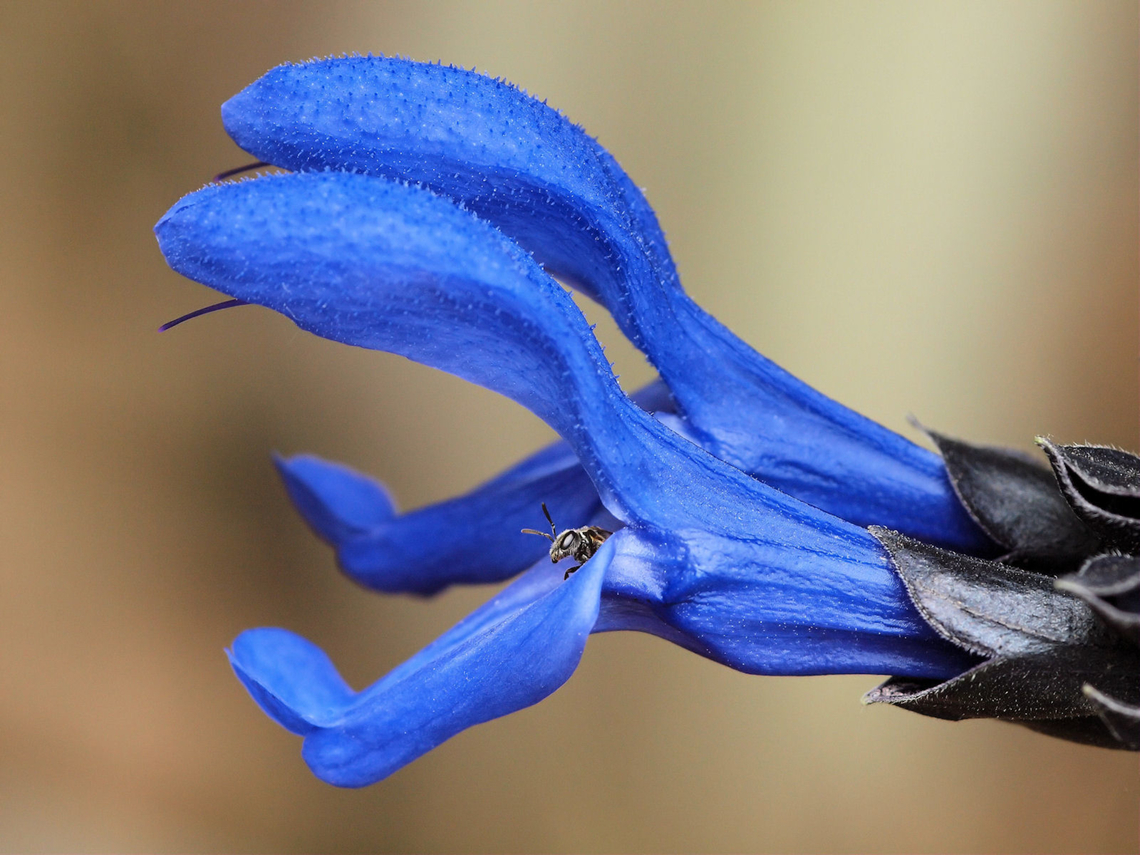 My Blue Heaven (salvia guaranitica Black and Blue) blue colored salvia with a bonus bee. Salvia guaranitica