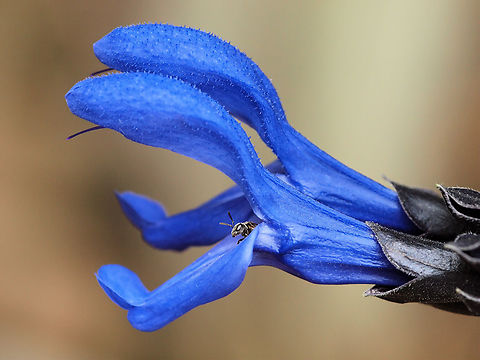 Salvia guaranitica