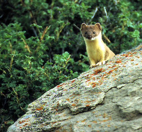 San Juan Weasel Observed high above Little Molas Lake in Colorado&rsquo;s San Juan Mountains.  Slide scan.  1992 Aug. Long-tailed weasel,Mustela frenata