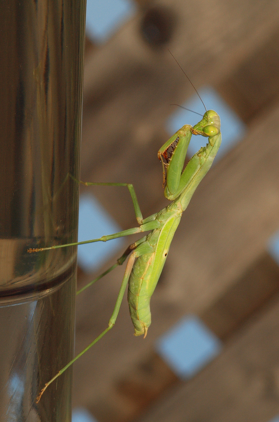 "just hanging out"..... .....on this humming bird feeder, waiting.  (they will prey on hummers) Carolina Mantis,Stagmomantis carolina