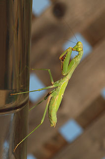 "just hanging out"..... .....on this humming bird feeder, waiting.  (they will prey on hummers) Carolina Mantis,Stagmomantis carolina