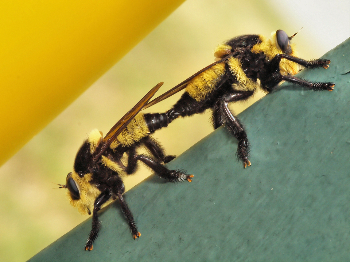 genus Laphria robber fly mimics bumble bee, and then, can more easily dine on them.