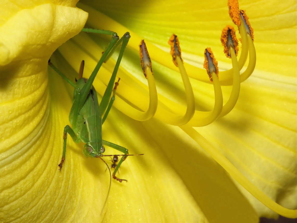 Green Thing Katydid  and Stella de Oro