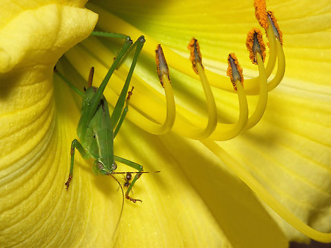 Green Thing Katydid  and Stella de Oro
