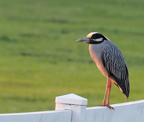 Yellow Crowned Yellow Crowned Night Heron during evening light. N. Texas horse country. Nyctanassa violacea,Yellow-crowned night heron