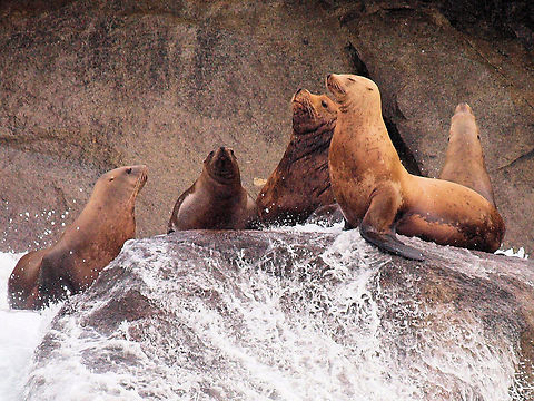 Four in favor, motion passed. Sea lions holding court in Kenai Fjords National Park near Seward, AK California sea lion,Eumetopias jubatus,Steller sea lion,Zalophus californianus