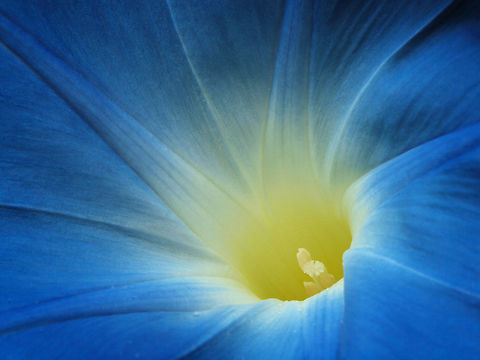 Morning Glory Sunburst Blue morning glory Blue Morning Glory,Ipomoea indica