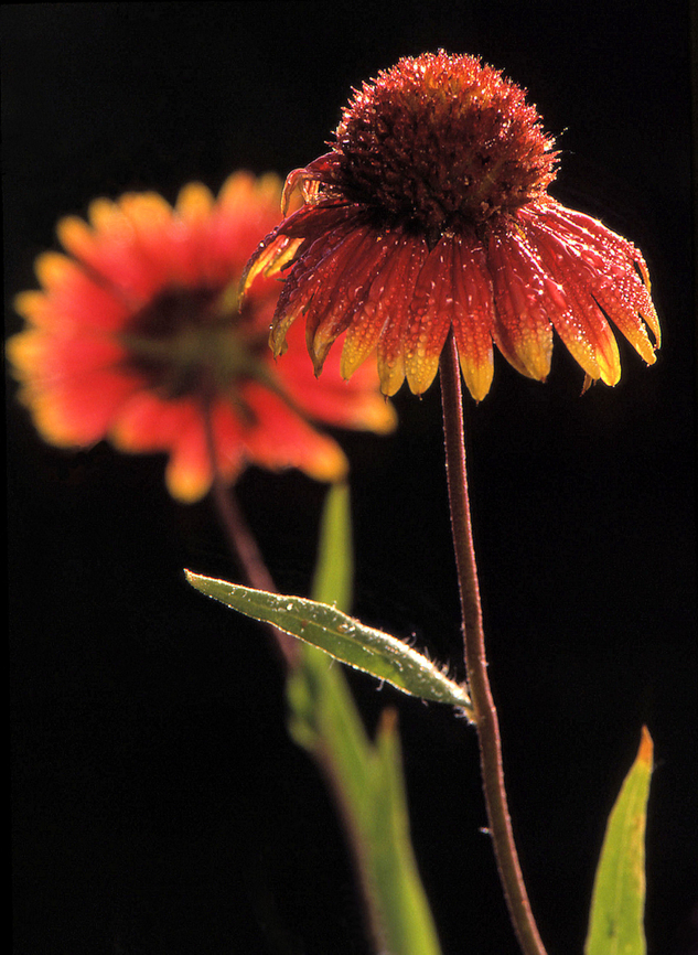 Sensual Wet Blankets slide scan from early 1990's image.  N. Texas Gaillardia pulchella,Indian blanketflower