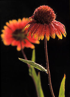 Sensual Wet Blankets slide scan from early 1990's image.  N. Texas Gaillardia pulchella,Indian blanketflower