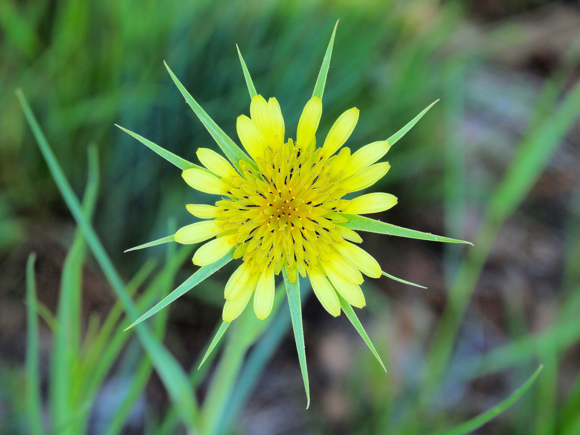 A Star Is Born Goatsbeard (I was told)? Tragopogon dubius,Western salsify