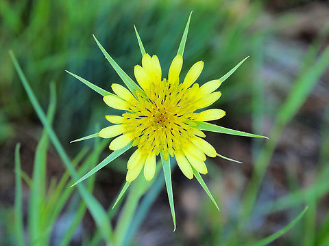 A Star Is Born Goatsbeard (I was told)? Tragopogon dubius,Western salsify