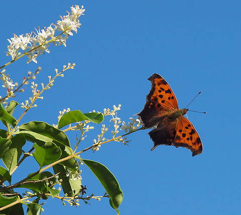 Angle Wing Butterfly ?? photographed on Japanese privet in N. Texas Polygonia interrogationis,Question Mark