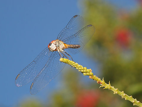 Smile P. longepennis perched on wisteria Blue dasher,Pachydiplax longipennis