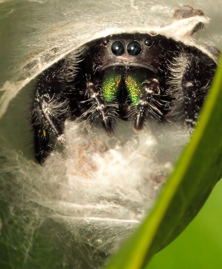 No Soliticing P. audax shows attitude when nearing his silk hideout. Daring jumping spider,Phidippus audax