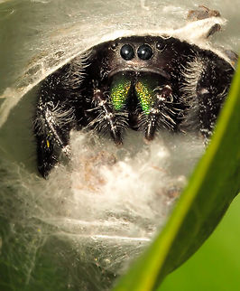 No Soliticing P. audax shows attitude when nearing his silk hideout. Daring jumping spider,Phidippus audax