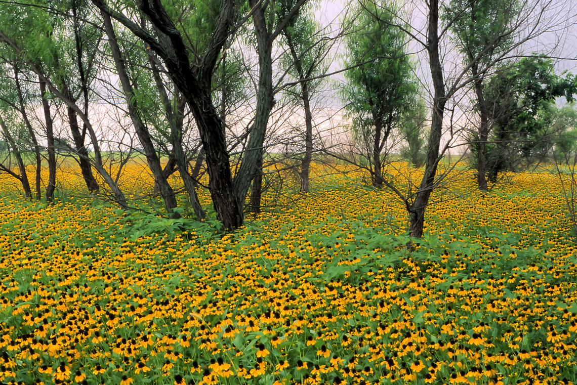 coneflowers Nestled among mesquite trees. Echinacea paradoxa,Pinnate prairie coneflower,Ratibida pinnata,Yellow Coneflower