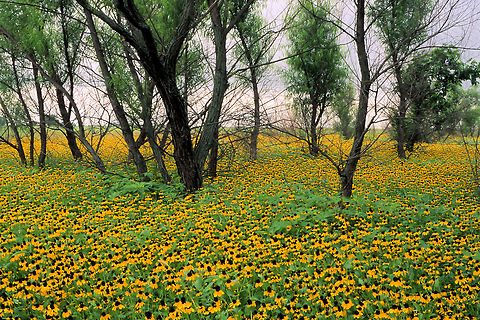 coneflowers Nestled among mesquite trees. Echinacea paradoxa,Pinnate prairie coneflower,Ratibida pinnata,Yellow Coneflower