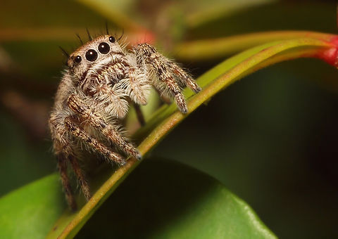 Little Lady Posey young jumper Phidippus mystaceus