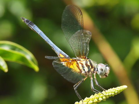 A Blue Dasher resting on wisteria plant. Blue dasher,Pachydiplax longipennis