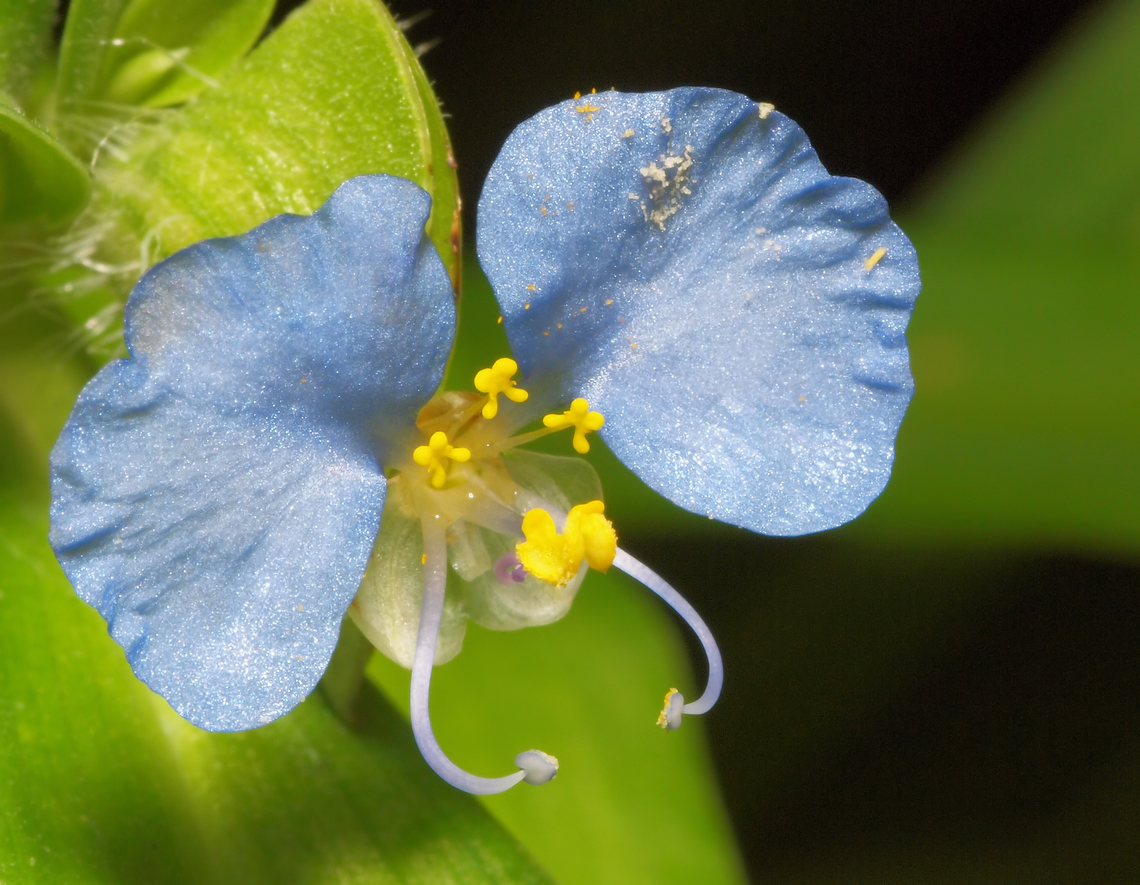 Tiny blue flowers spiderwort day lily Commelina erecta,White Mouth Dayflower