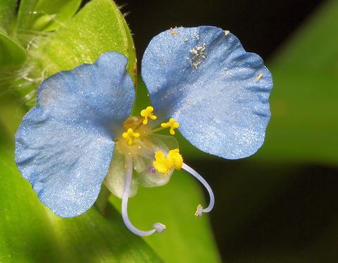 Tiny blue flowers spiderwort day lily Commelina erecta,White Mouth Dayflower