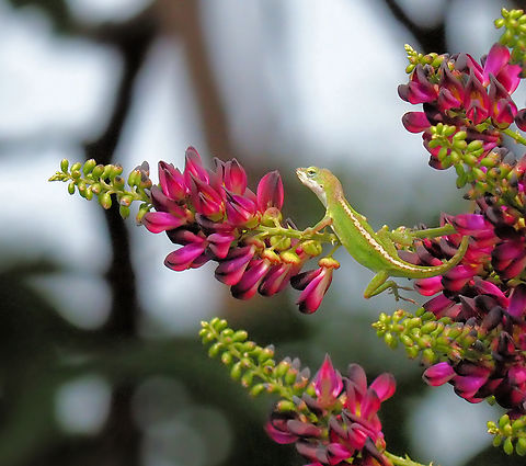 Strike the Pose Please green anole navigates wisteria. Anolis carolinensis,Carolina anole