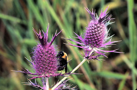 Eryngo and Bumble Bee eryngium leavenworthii Blue eryngo,Creeping Eryngo,Eryngium campestre,Eryngium creticum,Eryngium leavenworthii,Eryngium planum,Eryngium prostratum,Field eryngo,Small-headed eryngo