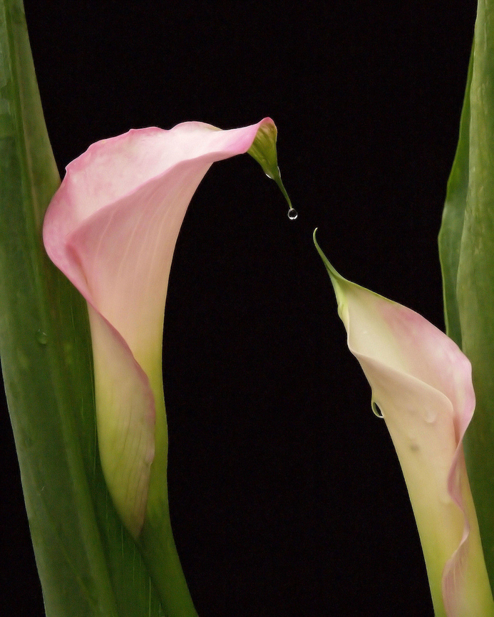 Sharing calla lilies Calla lily,Zantedeschia aethiopica