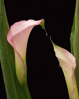 Sharing calla lilies Calla lily,Zantedeschia aethiopica
