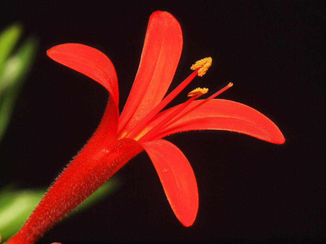 Flame Acanthus Hummingbirds love this species. Red and tubular. Anisacanthus quadrifidus
